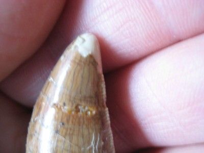 Carcharodontosaurus Dinosaur Tooth, Serrated, beautiful  