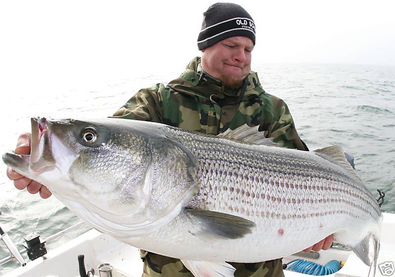 Team Old School, striper baits rigs items in Cow Catcher Umbrella Rigs 