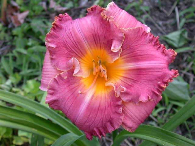 NEW HYBRID bare root perennial DAYLILY wholesale offering ~ by Brad 