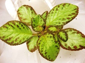 EPISCIA African violet cousin ACAJOU  