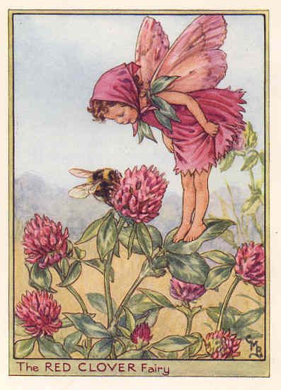 FLOWER FAIRIES BIRDS FOOT TREFOIL. c1930. Old Print  