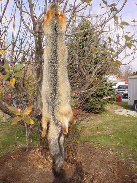 Grey fox pelt tanned/dressed wild fur taxidermy/furs  