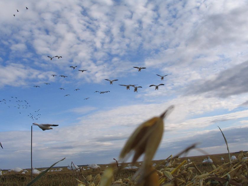 Snow Goose Feather Flyer Decoys (6 pk.)   Sillosocks  