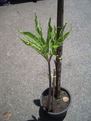 Bulb AMORPHOPHALLUS ASTEROSTIGMATUS Aroid Plant + Phytosanitary 
