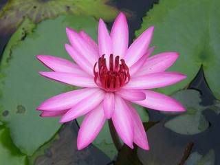 Pink Night Tropical water lily tubers +Free Document  