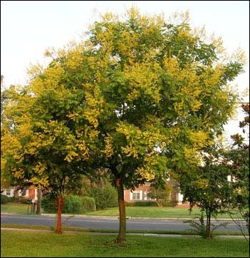 10 GOLDEN RAIN TREE SEEDS ** BEAUTIFULLY TALL #1118  