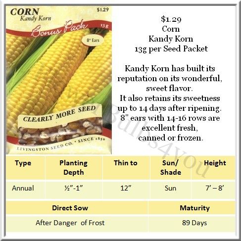 Corn / Ornamental Corn Seeds Different Varieties  