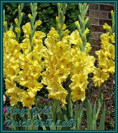 Below all my Gladioli Species, Enjoy and do not forget to read the 