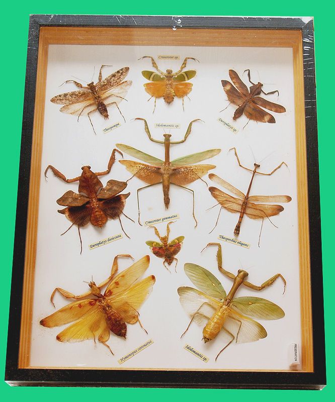 MANTIDAE/PREMIUM COLLECTION OF 9 EXOTIC MANTIS (1)  