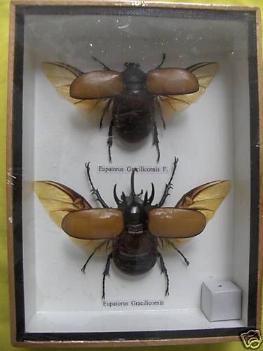 EUPATORUS GRACILICORNIS 5 HORN BEETLE TAXIDERMY BUG  