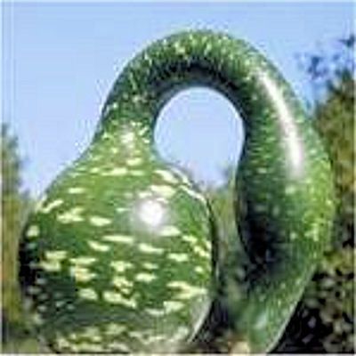 BIRDHOUSE GOURD Calabash Lagenaria siceraria 10 seeds  