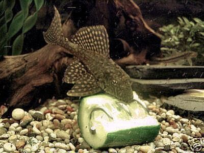   FOR PLECS, LOACHES, MALAWI CICHLIDS, SNAILS etc 0094922644305  