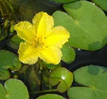 Floating Heart shallow water pond plant blooms all summer long  