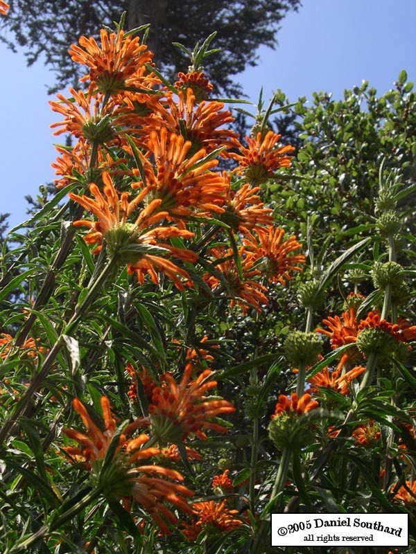 Leonotis leonurus LIONS TAIL or WILDE DAGGA  Plant  